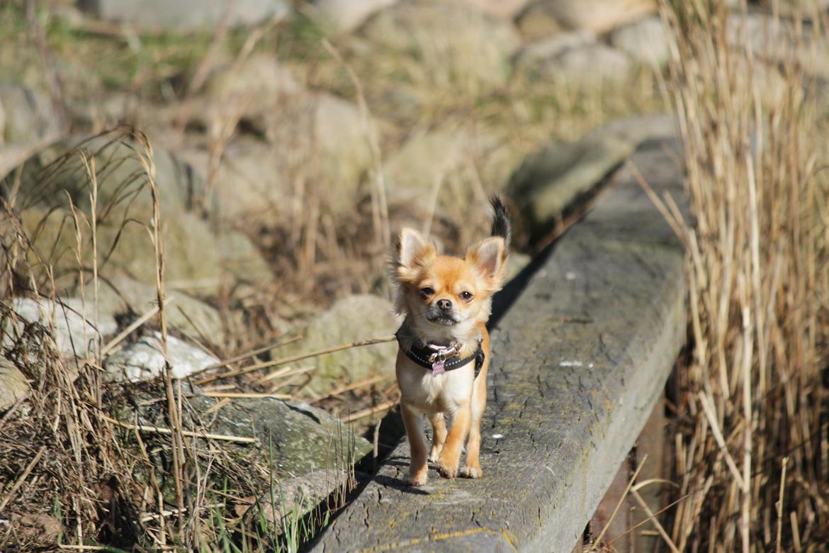 Chihuahua Frk Kvistes ~Estelle~ billede 1