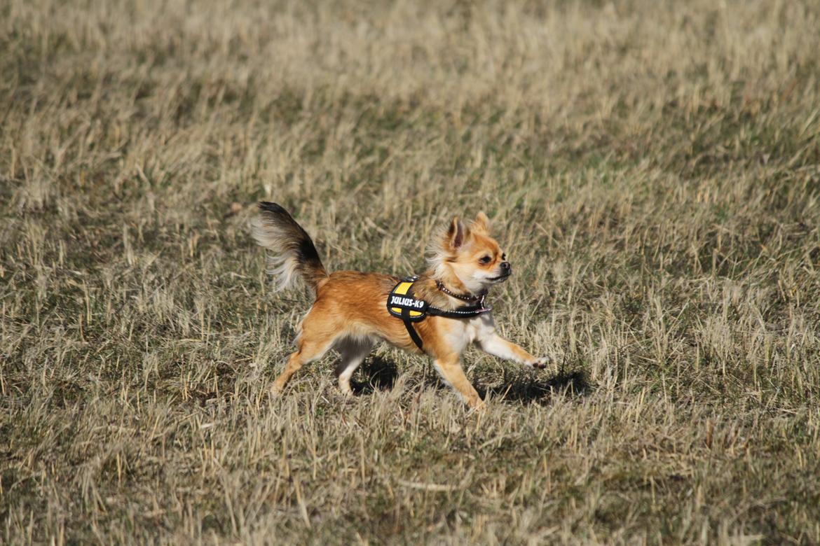 Chihuahua Frk Kvistes ~Estelle~ billede 2