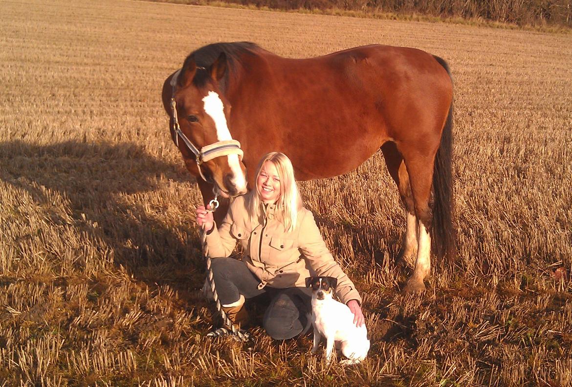 Dansk svensk gaardhund Lulu - Familiefoto. :) billede 6