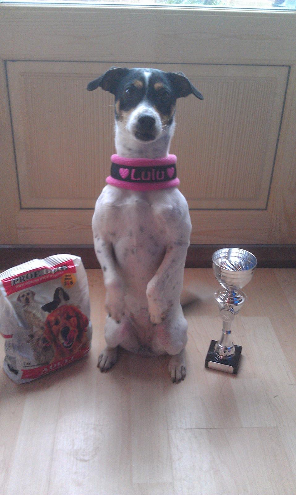 Dansk svensk gaardhund Lulu - Vores første - men absolut ikke sidste pokal i rally-lydighed! Hun er ubeskriveligt dygtig! billede 7