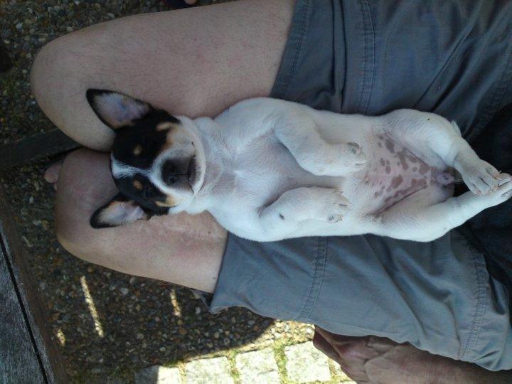 Dansk svensk gaardhund Lulu - Lulu - 5 uger gammel - kærlighed ved første blik! <3 billede 8