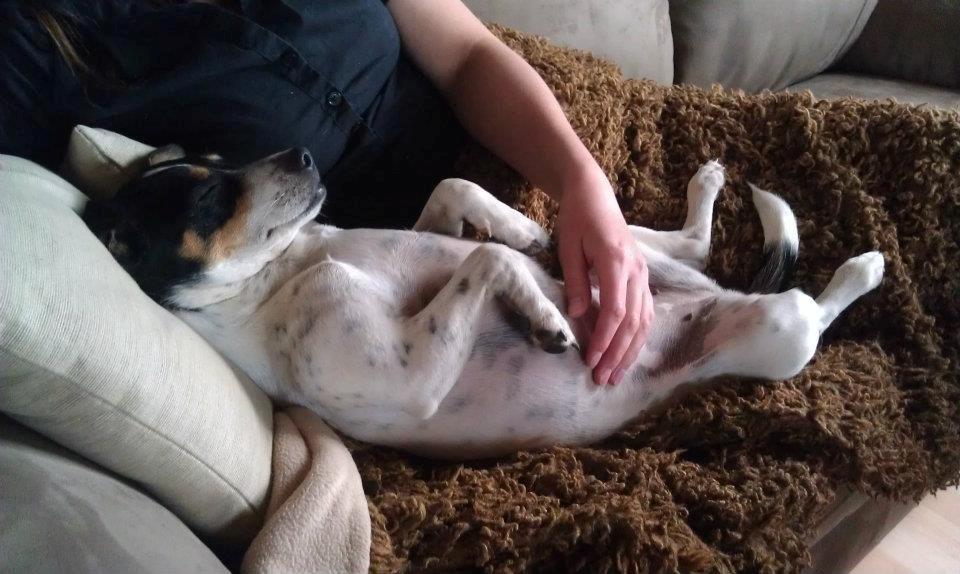 Dansk svensk gaardhund Lulu - Vi elsker at putte på sofaen. billede 9