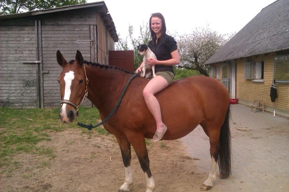 Dansk svensk gaardhund Lulu billede 10