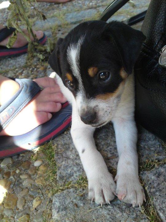 Dansk svensk gaardhund Lulu - Lulu - 5 uger - hvem kan modstå det blik? billede 11