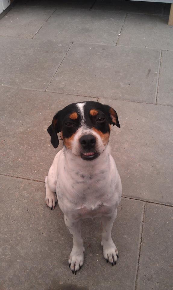 Dansk svensk gaardhund Lulu - Lulu fra sin pæneste vinkel. Nogen der sagde underbid? billede 13