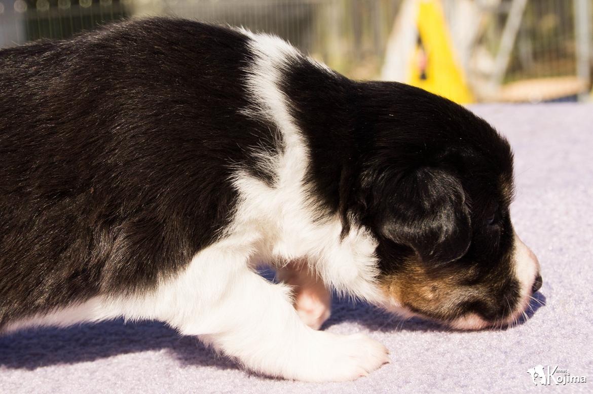 Border collie Sassy billede 6