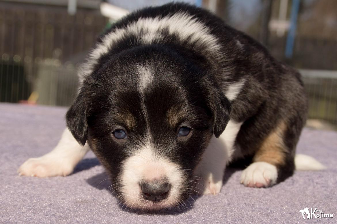 Border collie Sassy billede 5