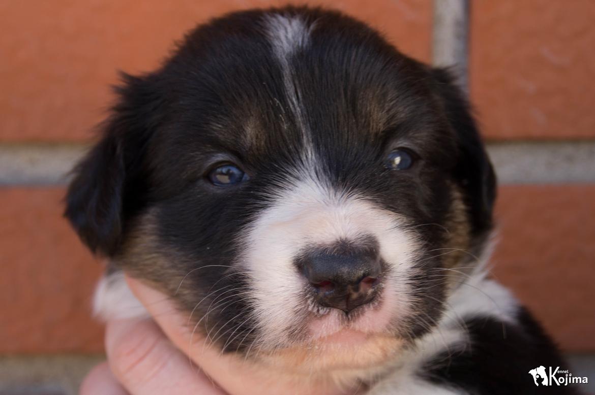 Border collie Sassy billede 8