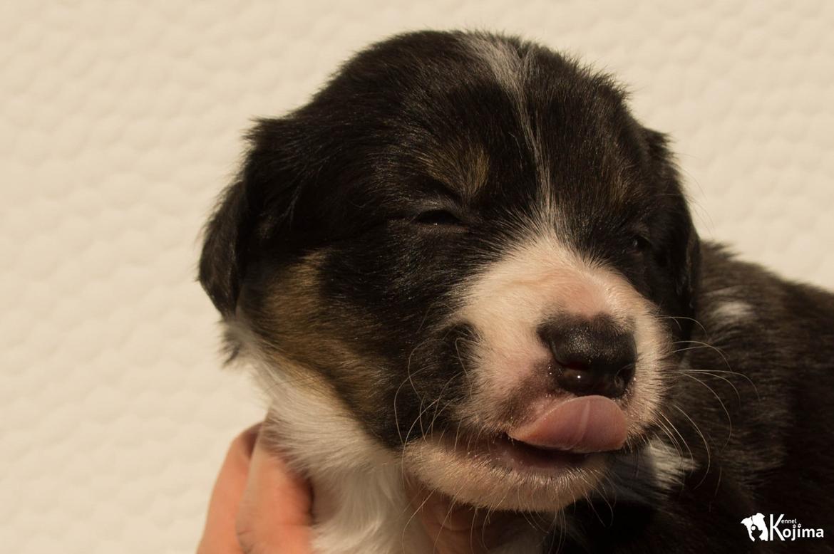 Border collie Sassy billede 9