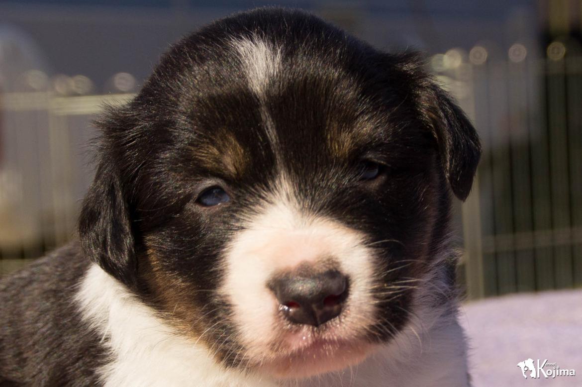 Border collie Sassy billede 7