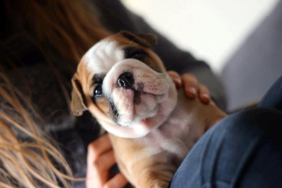 Engelsk bulldog Hermann billede 5