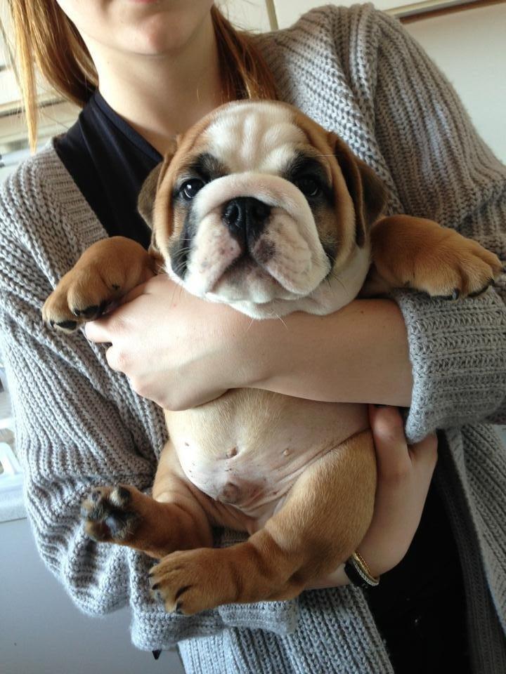 Engelsk bulldog Hermann billede 1