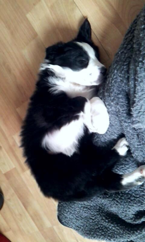 Border collie og labrador -Bailey - den dag vi betalte <3 (hos opdrætter) billede 16