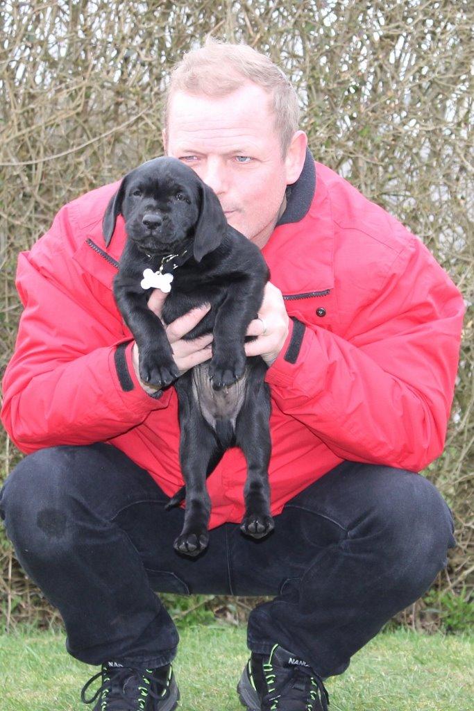 Labrador retriever Obelix billede 32