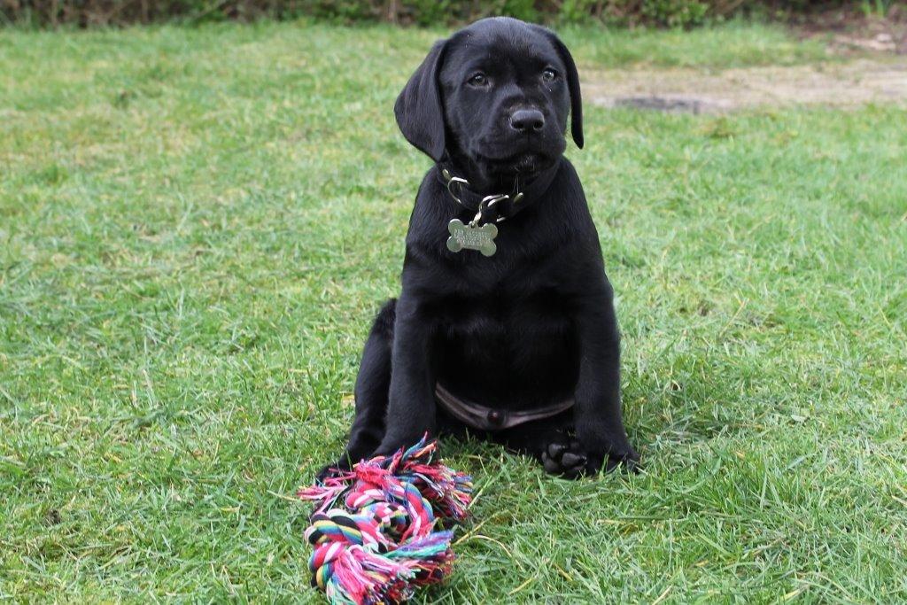 Labrador retriever Obelix billede 33