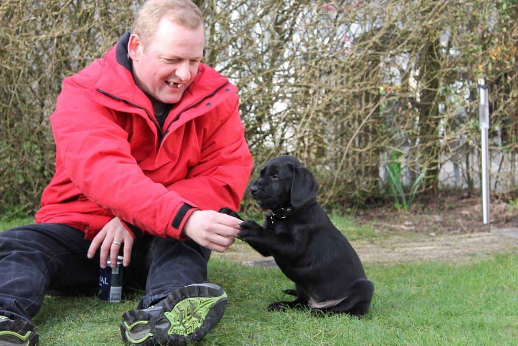 Labrador retriever Obelix billede 35