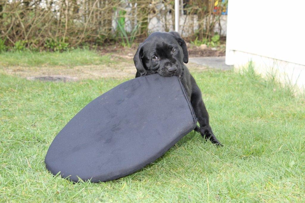 Labrador retriever Obelix billede 36