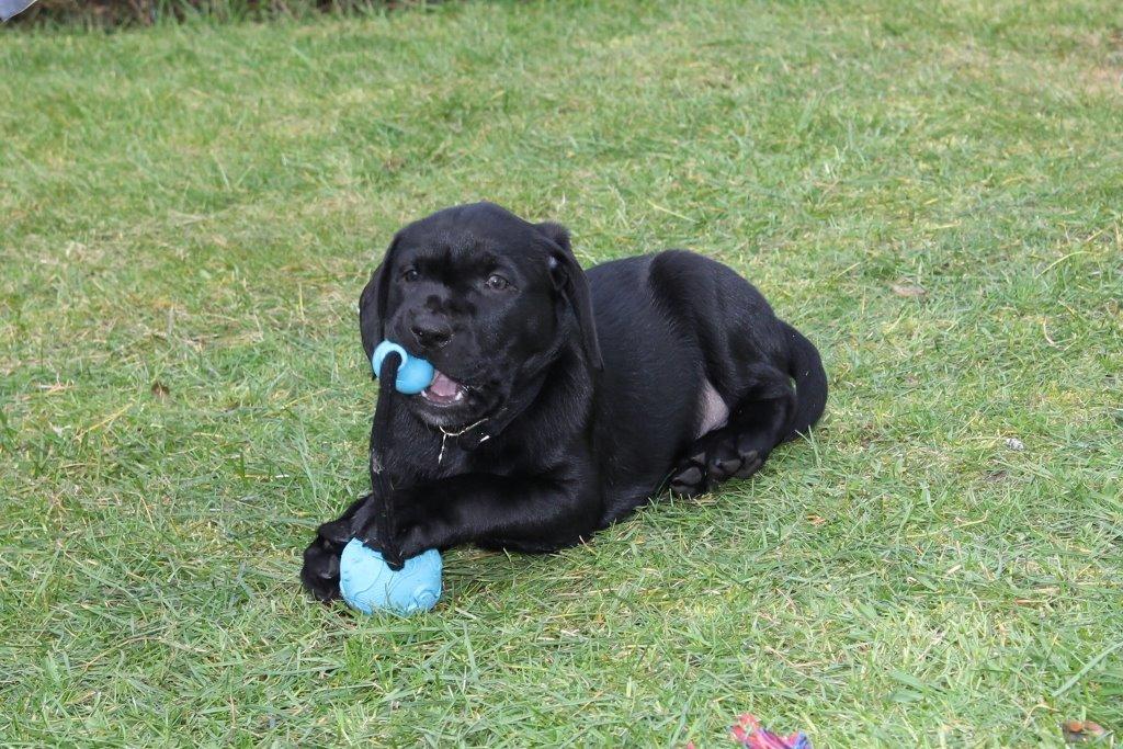Labrador retriever Obelix billede 37