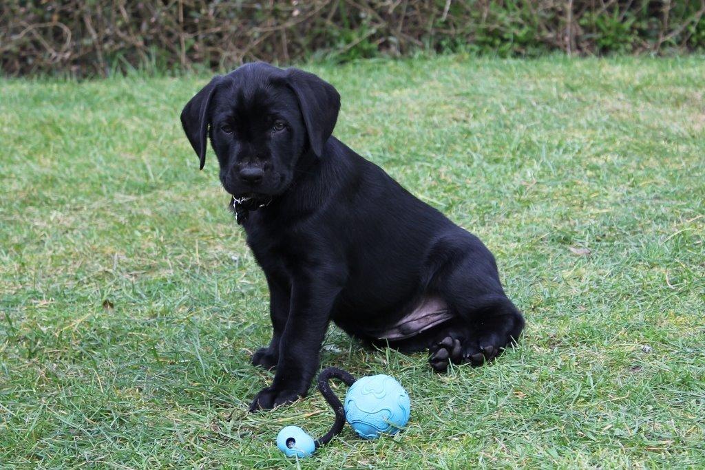 Labrador retriever Obelix billede 38