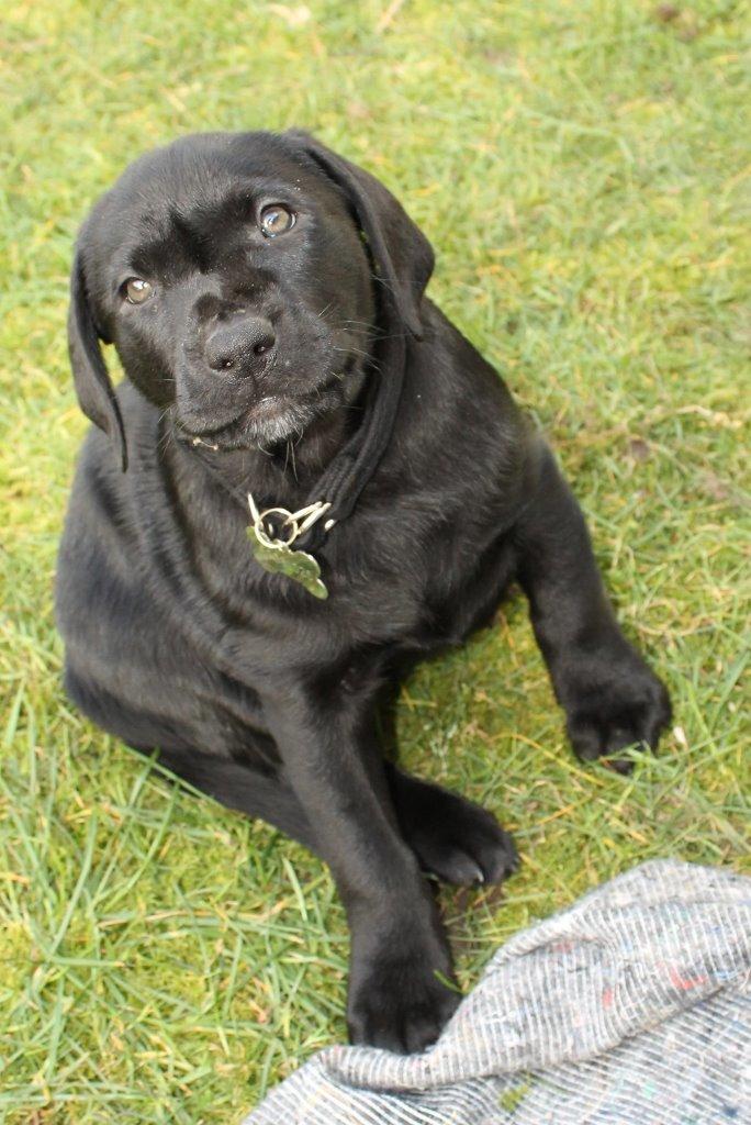 Labrador retriever Obelix billede 31