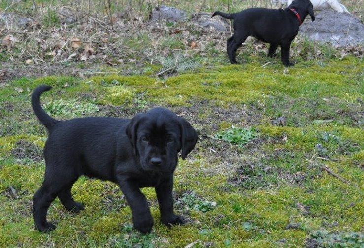 Labrador retriever Obelix billede 39