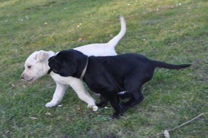 Labrador retriever Obelix billede 41