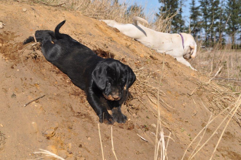 Labrador retriever Obelix billede 40