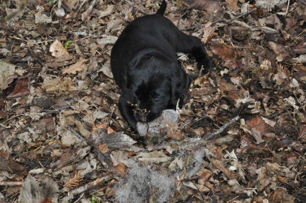 Labrador retriever Obelix billede 42