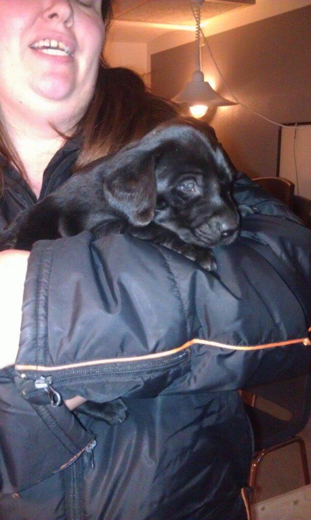 Labrador retriever Obelix billede 43