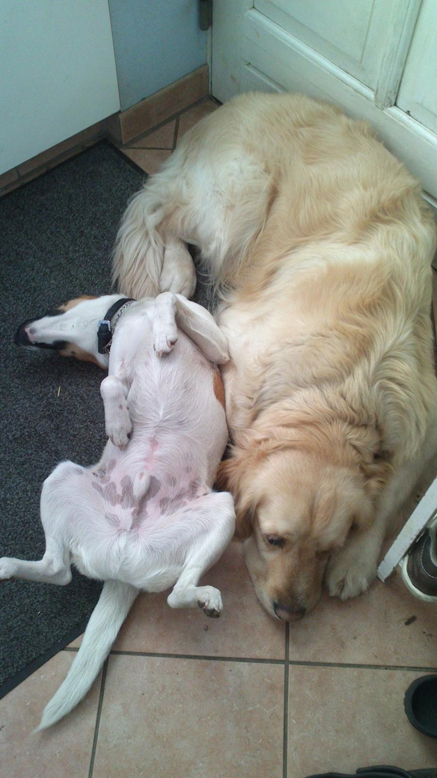 Dansk svensk gaardhund Otto billede 25