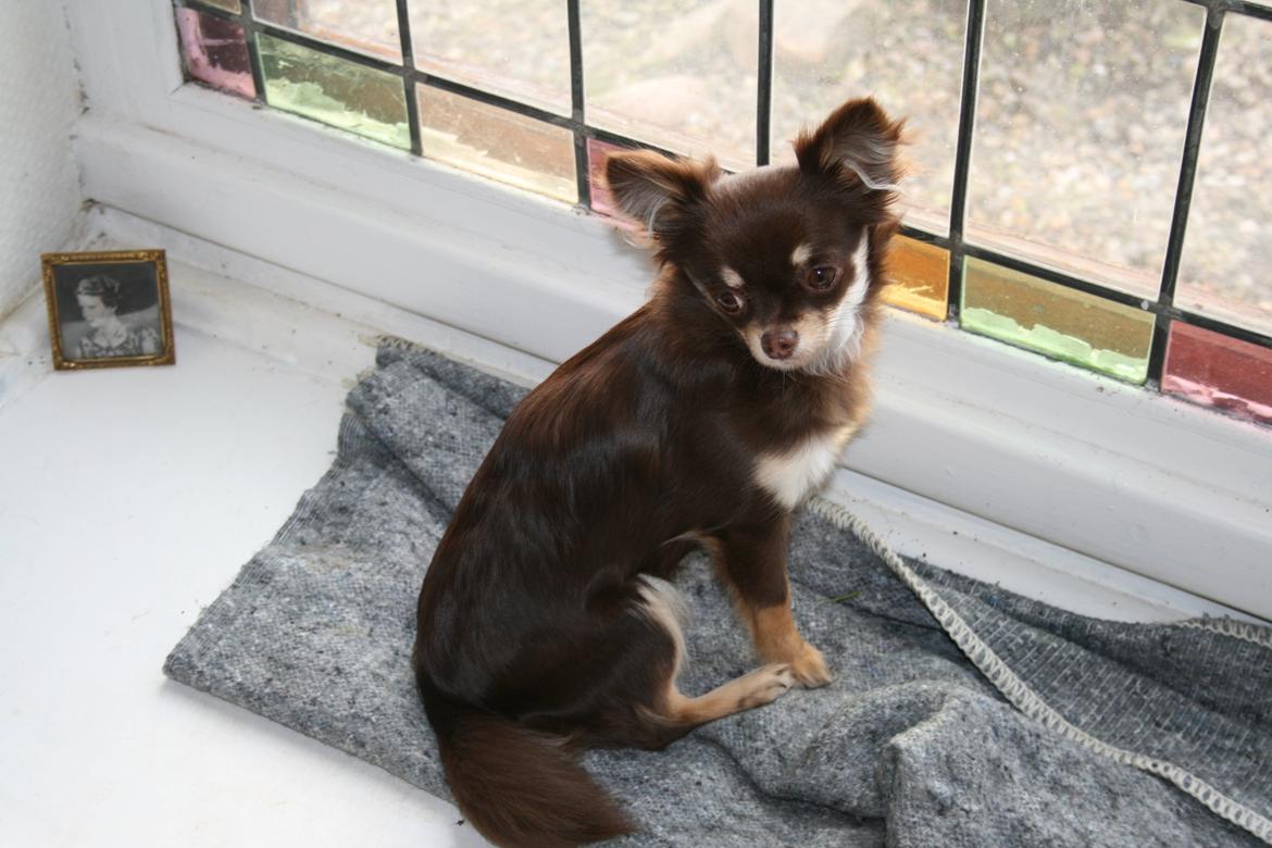 Chihuahua Choko - Kommer der ikke snart nogen jeg kan gø af... billede 2