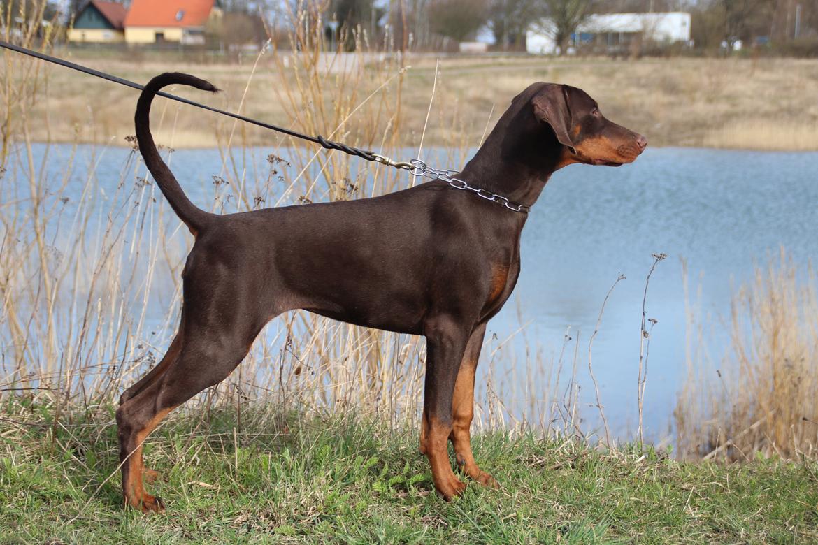Dobermann LJCH From Island Korsika A Mill. $ Baby (Cocio) billede 7