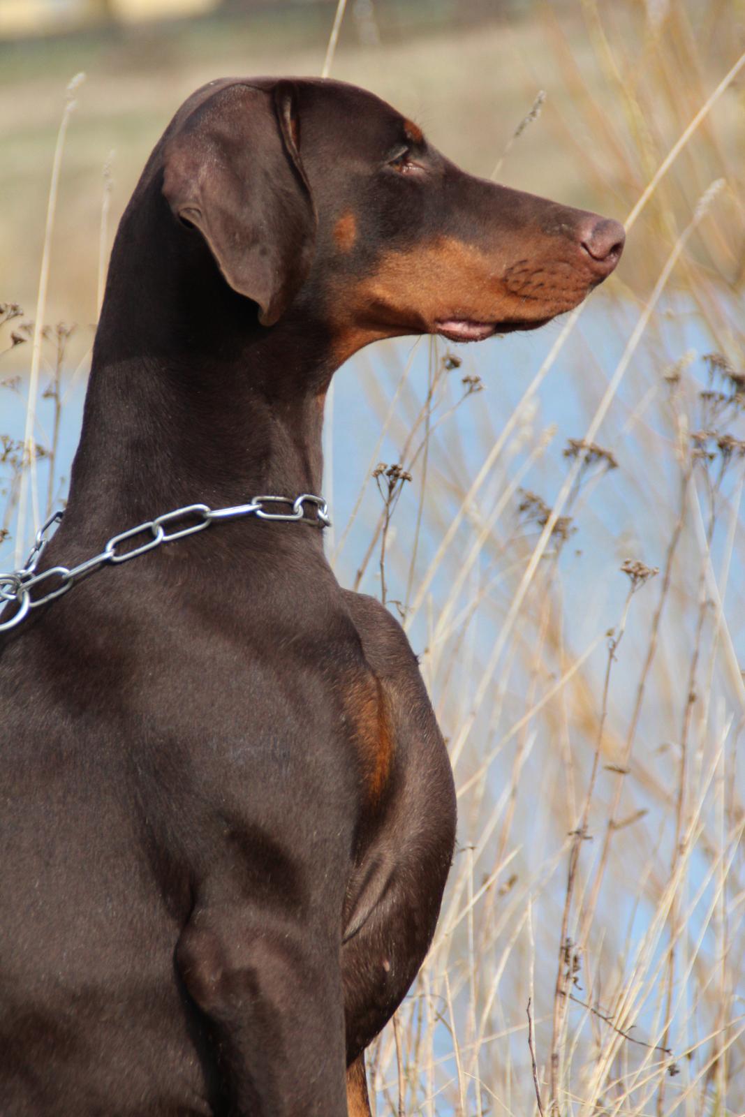 Dobermann LJCH From Island Korsika A Mill. $ Baby (Cocio) billede 2