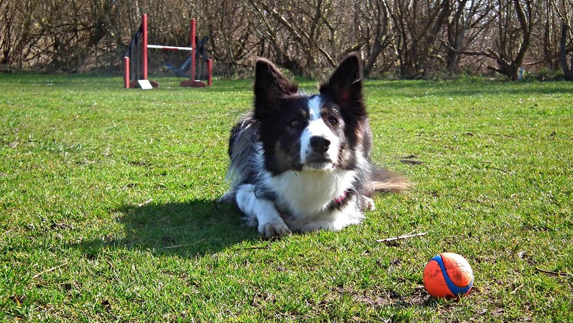Border collie Laika - Søde Laika og ynglingsbolden <3 billede 21