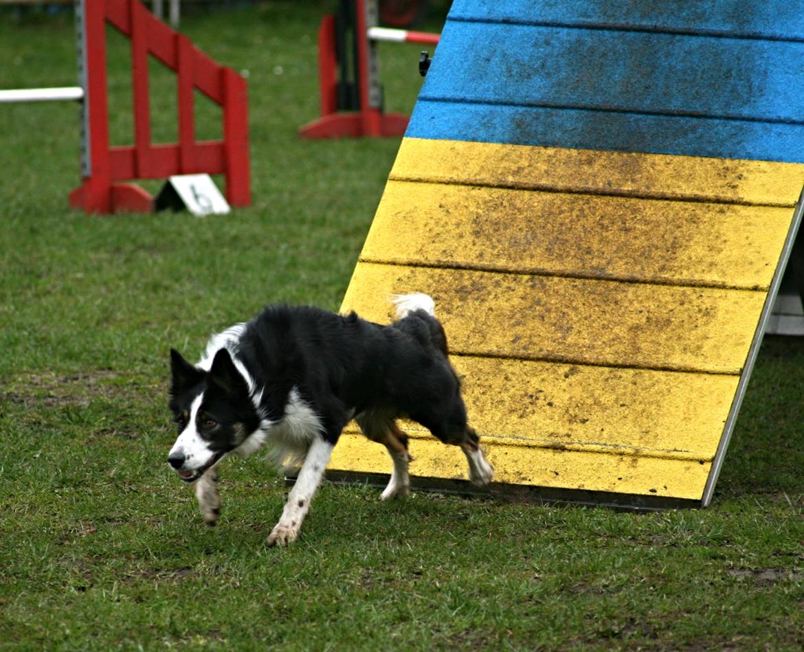 Border collie Laika - Træning d. 22/3 - 2014  billede 30
