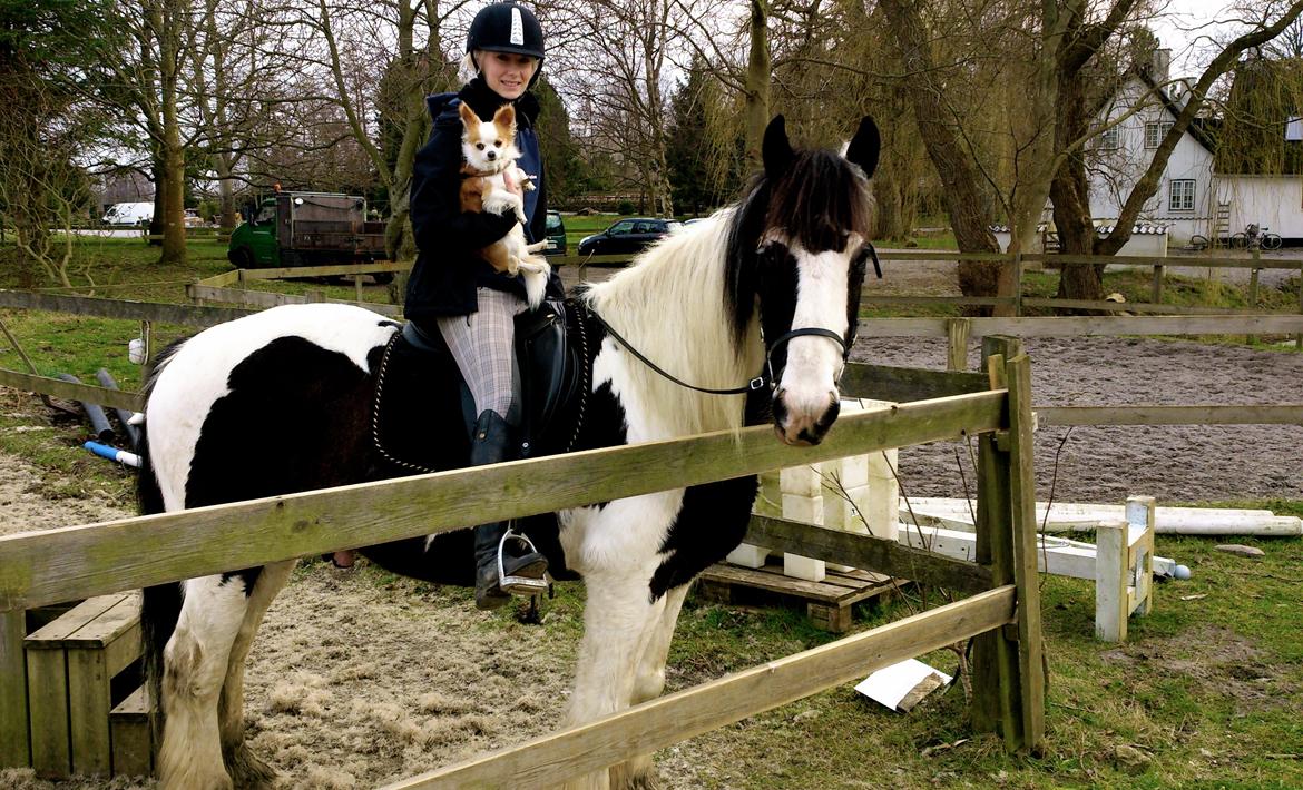 Chihuahua Viktor - Nu er han også med på hest billede 6