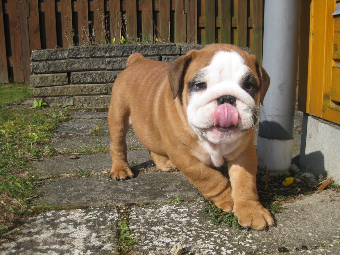 Engelsk bulldog Buddha billede 2