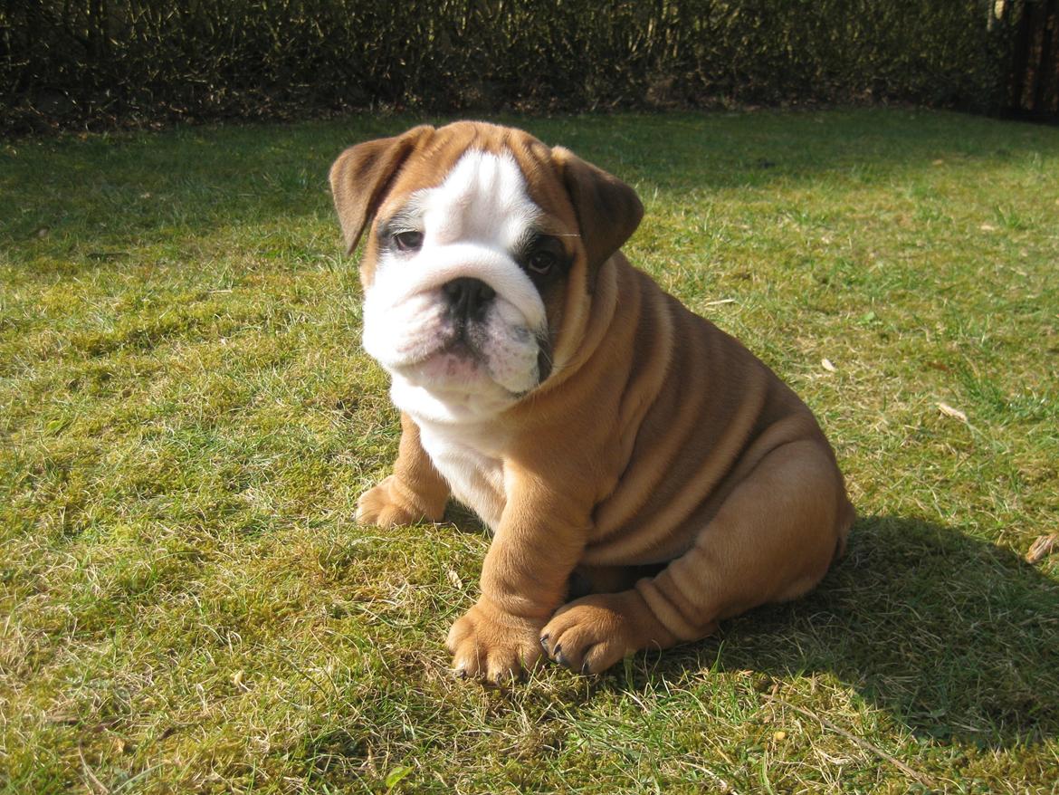 Engelsk bulldog Buddha billede 6