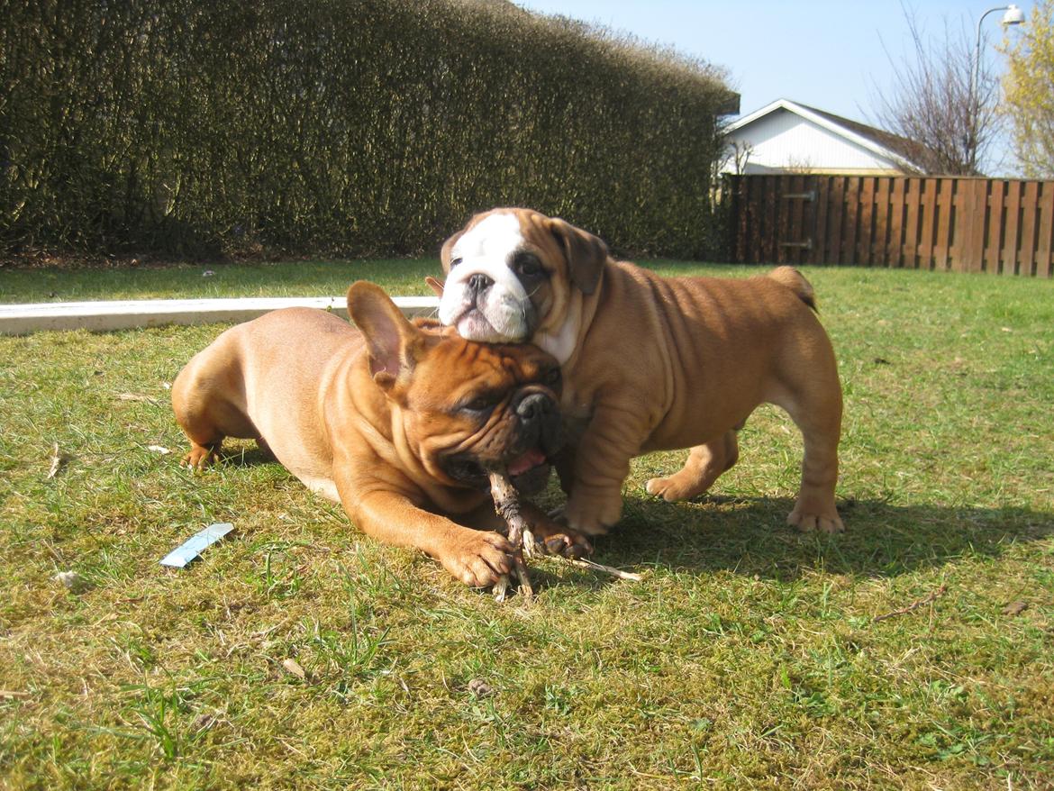 Engelsk bulldog Buddha billede 4