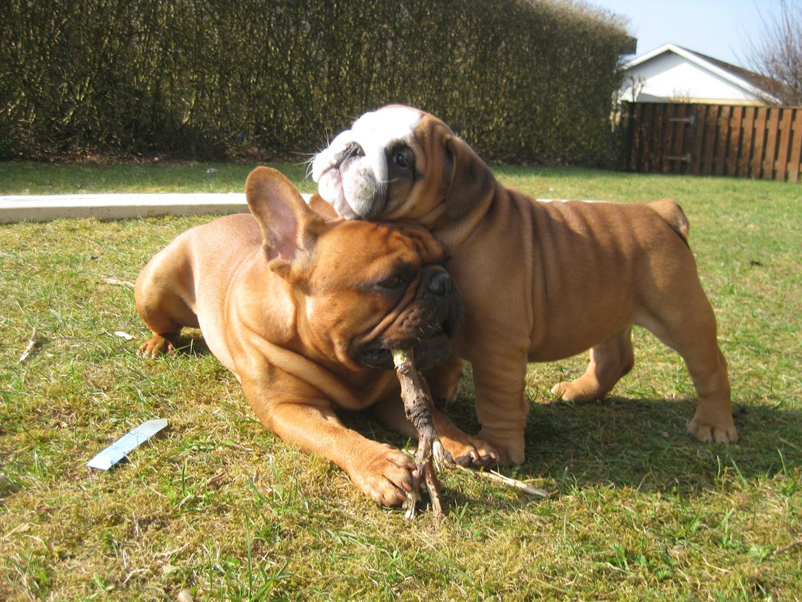 Engelsk bulldog Buddha billede 3