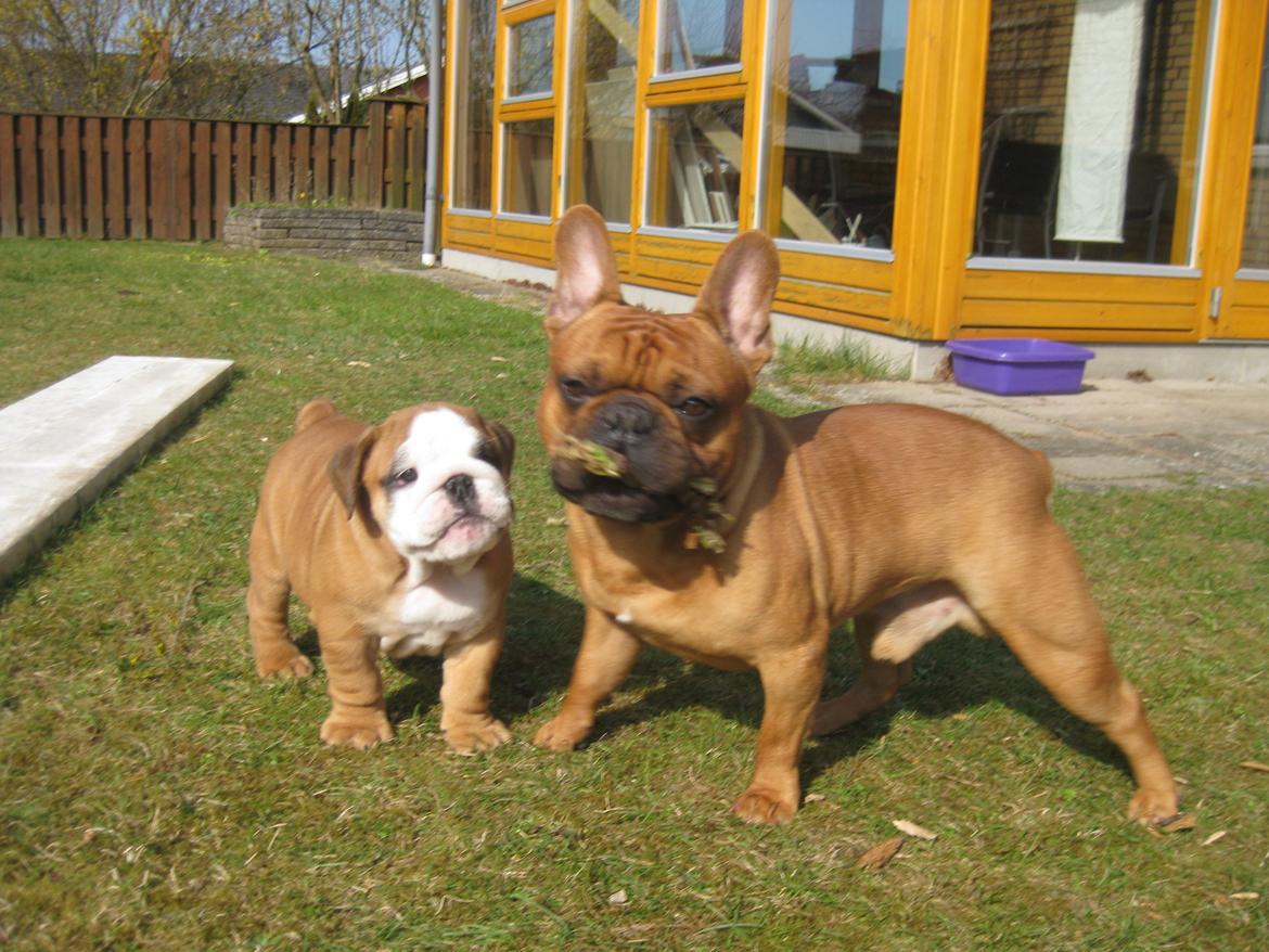 Engelsk bulldog Buddha billede 17