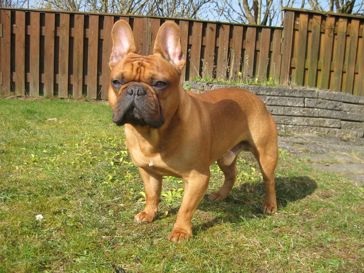 Fransk bulldog Møffe billede 21
