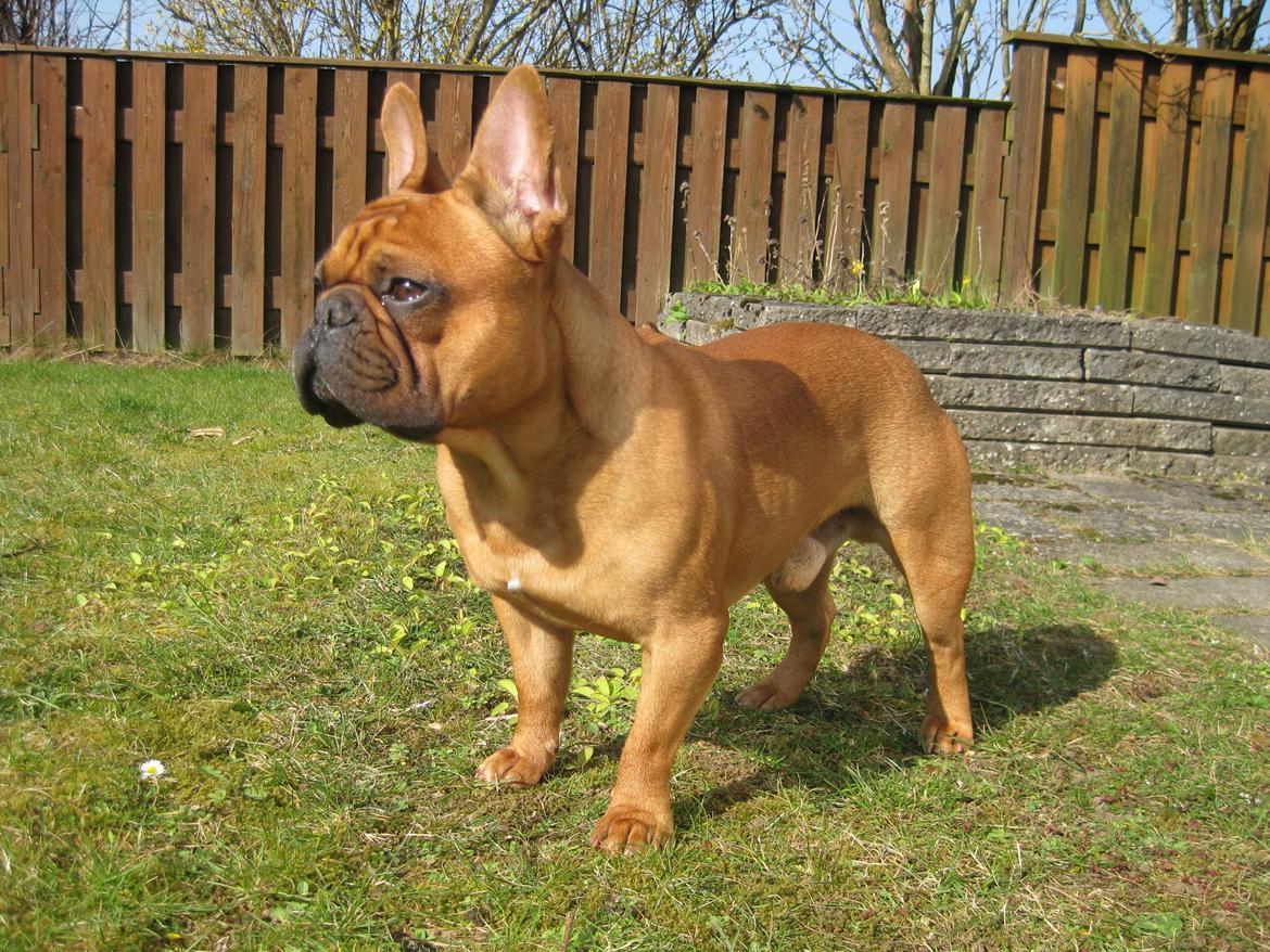 Fransk bulldog Møffe billede 23