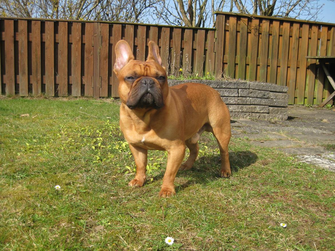 Fransk bulldog Møffe billede 24