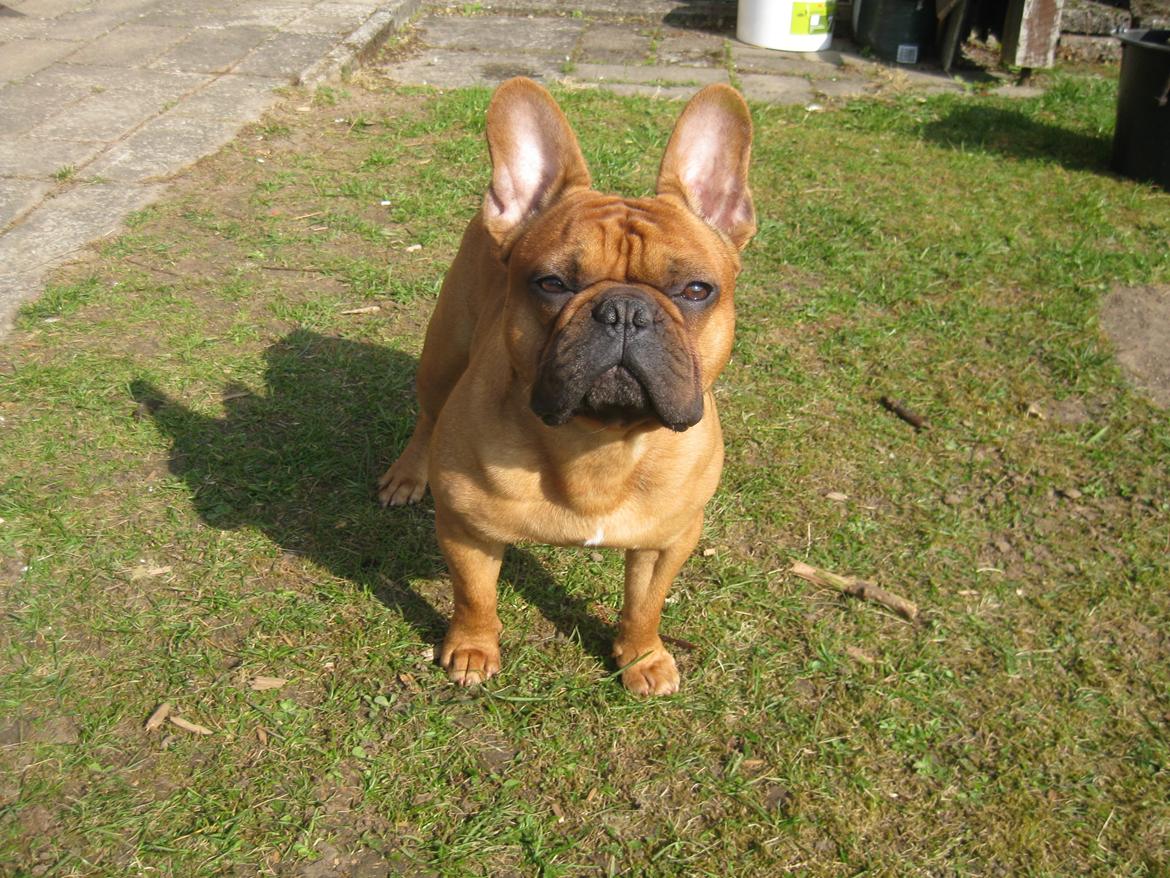 Fransk bulldog Møffe billede 22