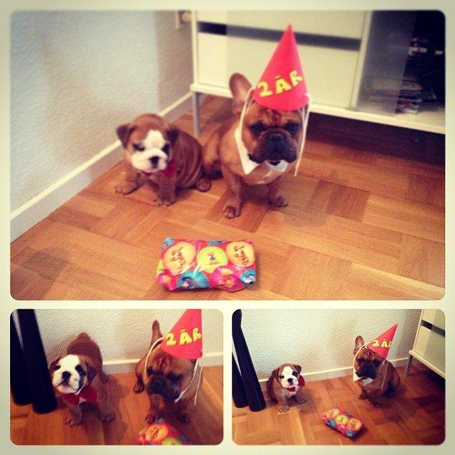 Fransk bulldog Møffe billede 25