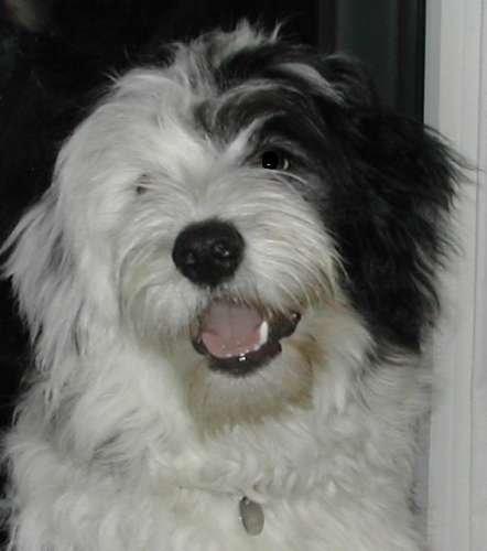 Blanding af racer Charlie  billede 1