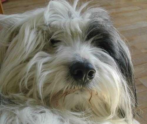 Blanding af racer Charlie  billede 2