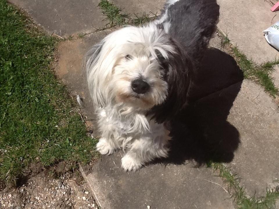 Blanding af racer Charlie  billede 5