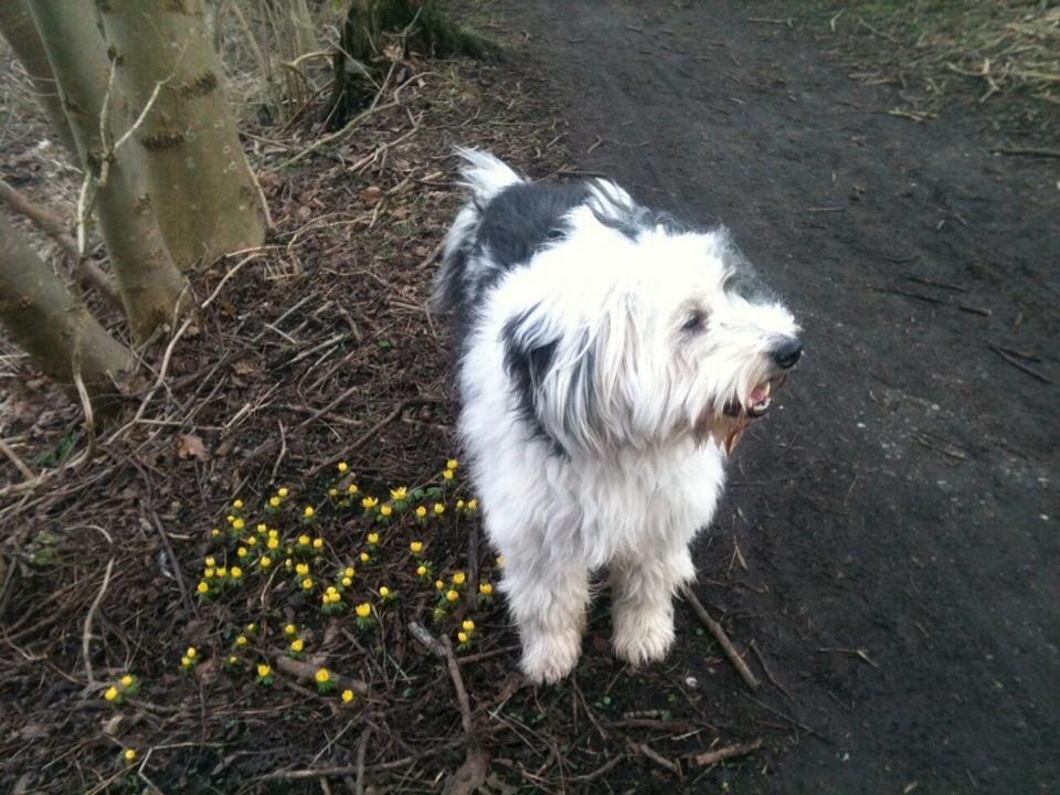 Blanding af racer Charlie  billede 4